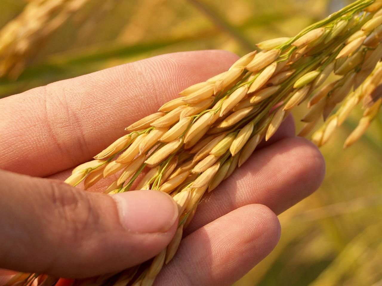 agriculture, asia, autumn, botany, cereal, cereal plant, crop, dinner, dry, east asian culture, economical, falling, farm, field, finance, flower bed, food, formal garden, fruit, gardening, gold, golden yellow, grass, green, growth, landscaped, lawn, leaf, lunch, macro, mown, nature, plant, plantation, rice, rice paddy, ripe, rural scene, season, seed, staple, stem, vegetable, yellow, brown grass, brown vegetables, brown finance, brown garden, brown plant, brown leaf, brown farm, brown rice, brown fruits, brown growth, brown bed, brown gardening, brown dinner, brown field, brown culture, brown leaves, brown plants, rice, rice, rice, rice, rice, brown rice