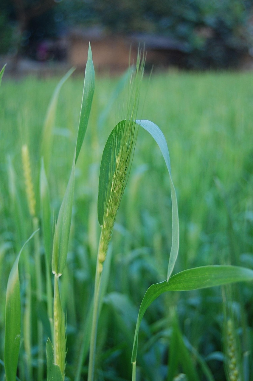 services-01 bangladesh, photo border, rice, nature, plant, grass, outdoor, depth of field, field, landscape, rice plant, village, green rice, green border, green village