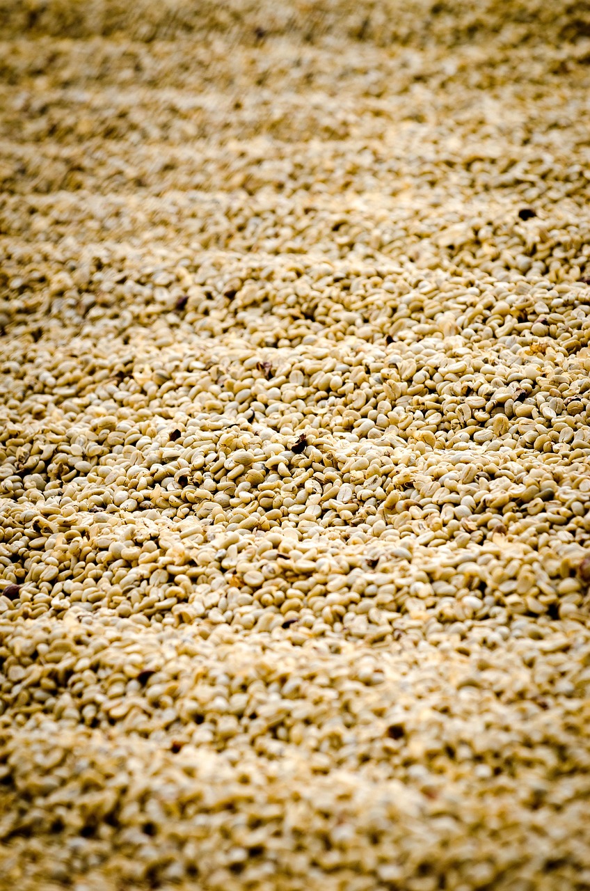 coffee, coffee drying, guatemala coffee, coffee, coffee, coffee drying, coffee drying, coffee drying, coffee drying, coffee drying, guatemala coffee