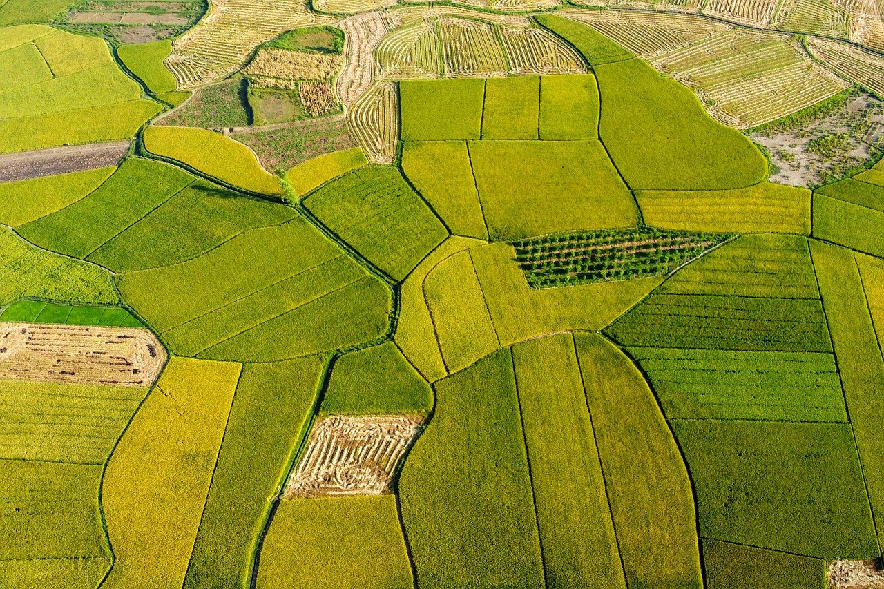 rice fields, agriculture, golden season, the season of ripe rice, lang son, vietnam, travel, destination, scenery, mountainous area, ethnic tay, bac son valley, agriculture, agriculture, agriculture, agriculture, agriculture