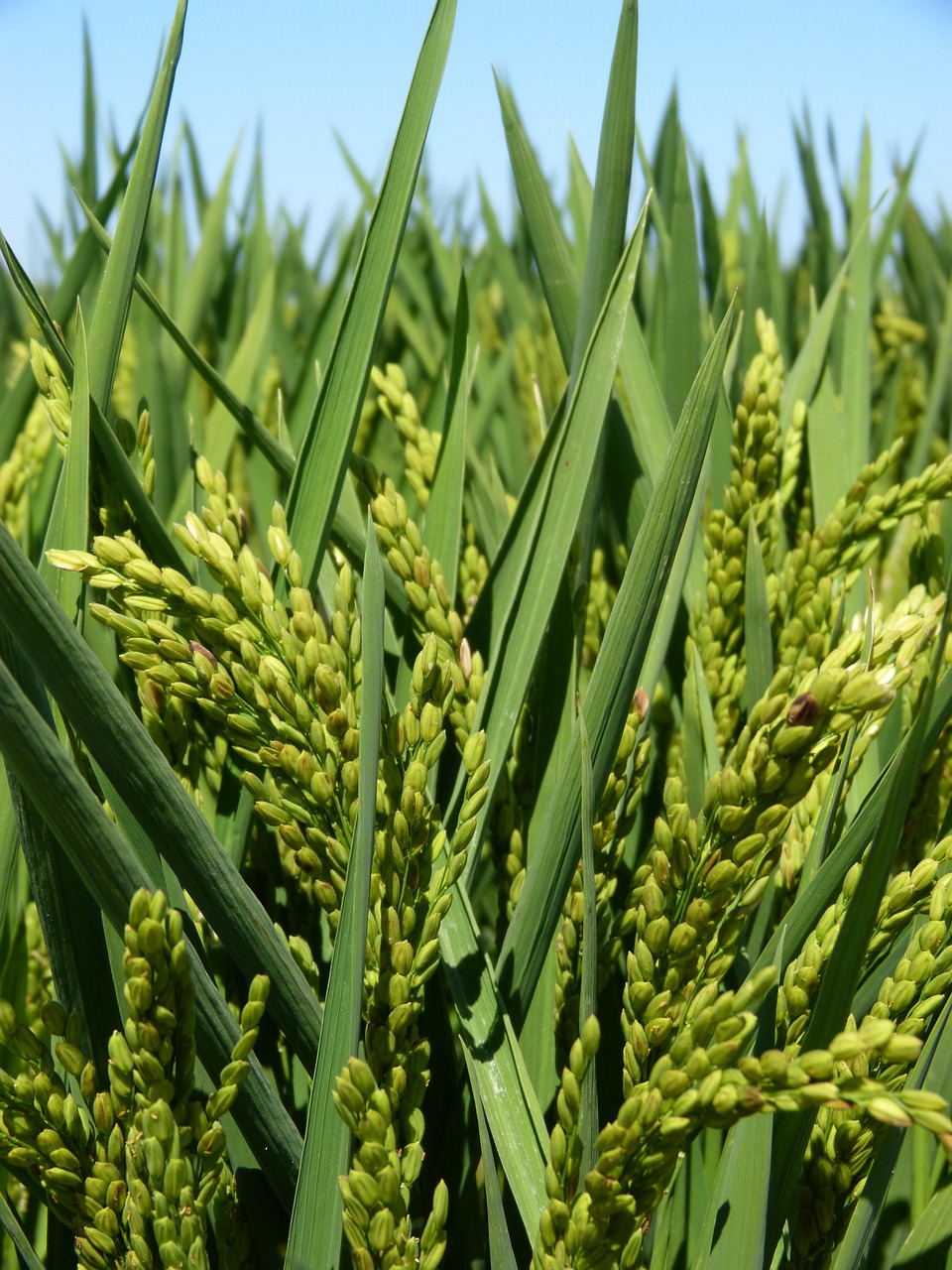 services-04 rice, rice paddy, ebro delta, rice, rice, rice, rice paddy, rice paddy, rice paddy, rice paddy, rice paddy