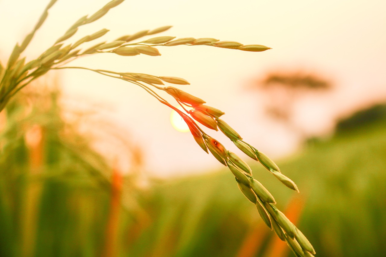 services-02 rice, rice seeds, agriculture, harvesting, wheat, organic, field, plant, natural, growth, countryside, farmland, nature, dry, smooth, rice, rice, rice, rice, rice, rice seeds, farmland